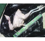 Karkas Ayam Pejantan, Kampung, Broiler, dan Petelur Afkir