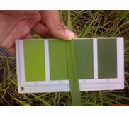 BWD - BAGAN WARNA DAUN
