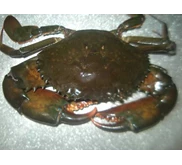 KEPITING BAKAU ( JUAL)