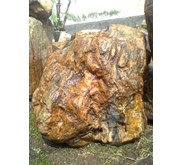 Fosil kayu # 005#