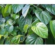 herbal | shoap herbal