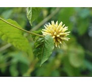 Wholesale Kratom Borneo