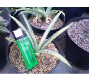 agave macroacantha mediopicta variegata