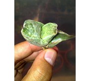 Gasteria Armstrongii tiger spot white variegated