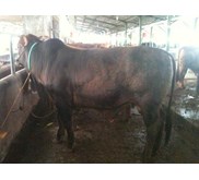 Sapi Qurban Premium
