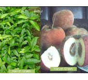 Bisbul ( Diospyros blancoi)