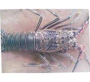 LOBSTER LAUT