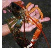 BELI KAKAP MERAH, BAWAL PUTIH, LOBSTER WARNA