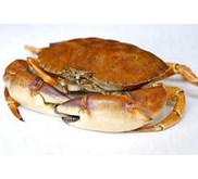 KEPITING HIDUP