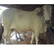 Sapi Kualitas Prima Qurban 2011