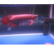 Super Red ( SR ) Arowana