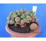 Euphorbia globosa Rp 500k