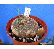 Gerrardanthus macrorrhizus Rp 1, 5 jt