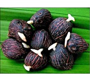 BIBIT KELAPA SAWIT