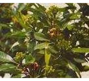 Clove leaf Oil/ Minyak Cengkeh