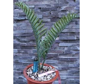 E.Trispinosus 6 cm( SOLD OUT) )