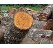KAYU MAHONI LOG