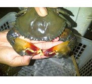Kepiting Soka