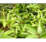 Bibit Mangga Chokanan