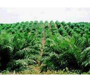 Kebun Kelapa Sawit