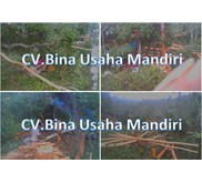 Proses Panen Kayu Manis