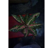 Aglaonema Pride of Sumatera Mutasi