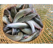 Ikan Lele