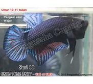 Cupang Adu - Seri 18
