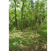 kebun jati