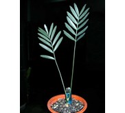 E.Nubimontanus seedling( SOLD OUT)