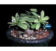 EUPHORBIA ITREMENSIS ( SOLD OUT)