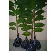 Srikaya New Varetas/ Srikaya Jumbo