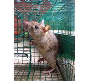 Pengendalian Tikus ( Rodent Control)