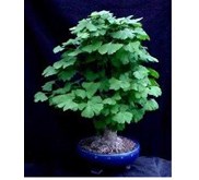 biji ginkgo biloba