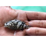 Bibit kerapu Cantang