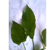 ciri daun keladi tikus bagian depan