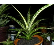 fernwood var