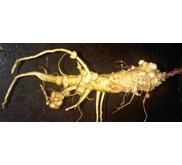 UBI/ UMBI GINSENG KOREA utntuk OBAT HERBAL, STAMINA, JAMU