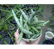 Boncel anak 3