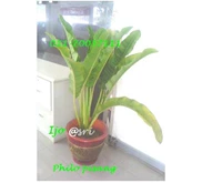 Tanaman disewakan ' Philo pisang 021-70057111