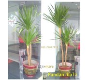 Sewa tanaman hias jumbo Pandan bali 021-70057111