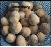 JAMUR MERANG