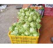 LETUCE HEAD