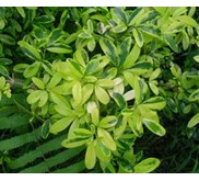 ravenia spectabilis variegata gold