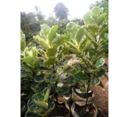 Ficus lyrata variegata ( Biola cantik) 2