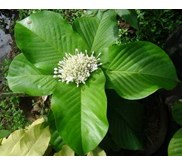 Ixora superba