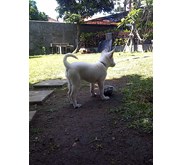 Anakan Umur 3, 5 Bulan