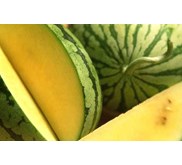 Semangka Yellow