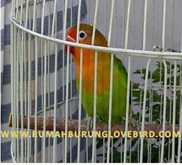 ada burung love bird, burung, kandang love bird, kandang burung, kandang ternak burung lovebird, kandang susun , kandang burung, love bird, lovebird, kandang multi fungsi, kandang ternak lovebird, sangkar burung, sangkar, burung, , sangkar kandang burung