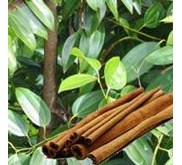 Cassia